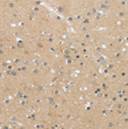 兔抗MPP6多克隆抗体