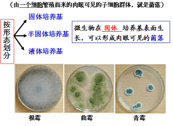 多主枝孢(蜡叶芽枝霉)