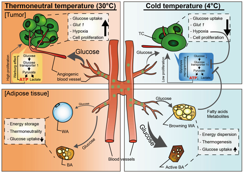 Nature发表|揭示低温暴露抑制实体瘤生长机制，「饿死」癌细胞