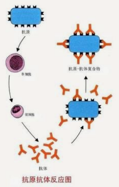 抗原抗体反应特点及影响反应的因素