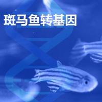 斑马鱼转基因品系制备/构建转基因斑马鱼