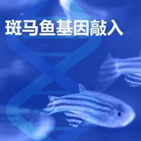 斑马鱼基因敲入品系制备/构建基因敲入斑马鱼品系