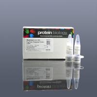 Fermentas 26617 预染蛋白Ladder(10-180kDa)