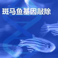 斑马鱼基因敲除品系制备/构建基因敲除斑马鱼