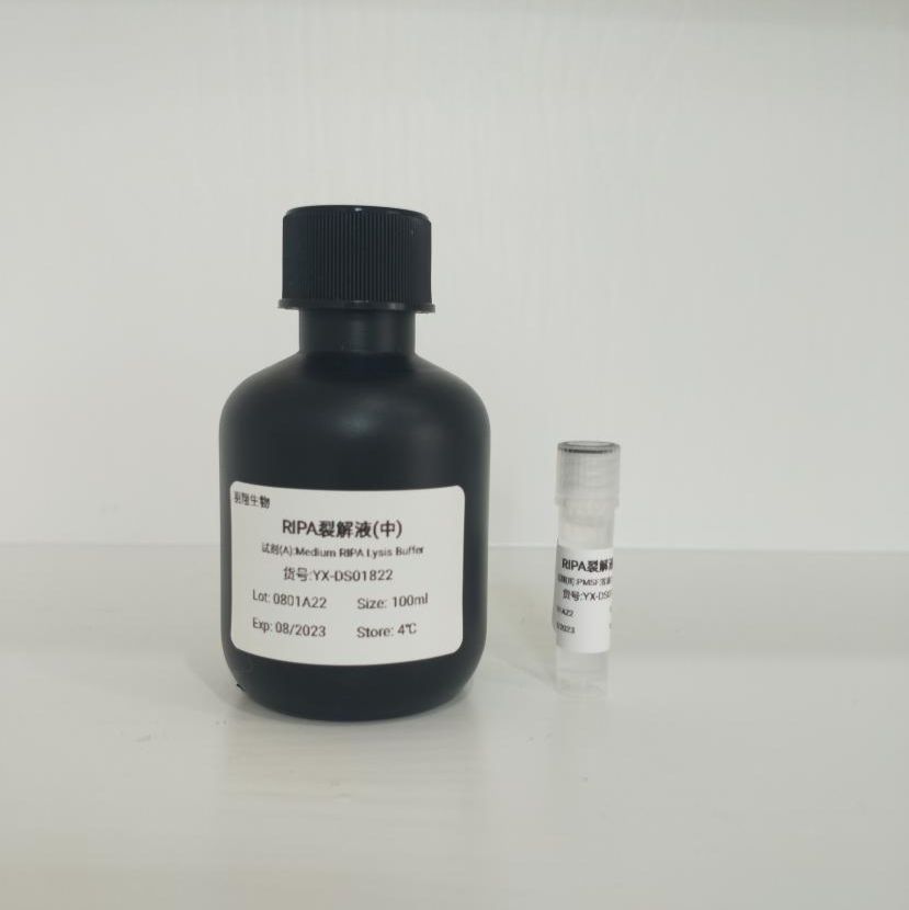 RIPA裂解液(中)