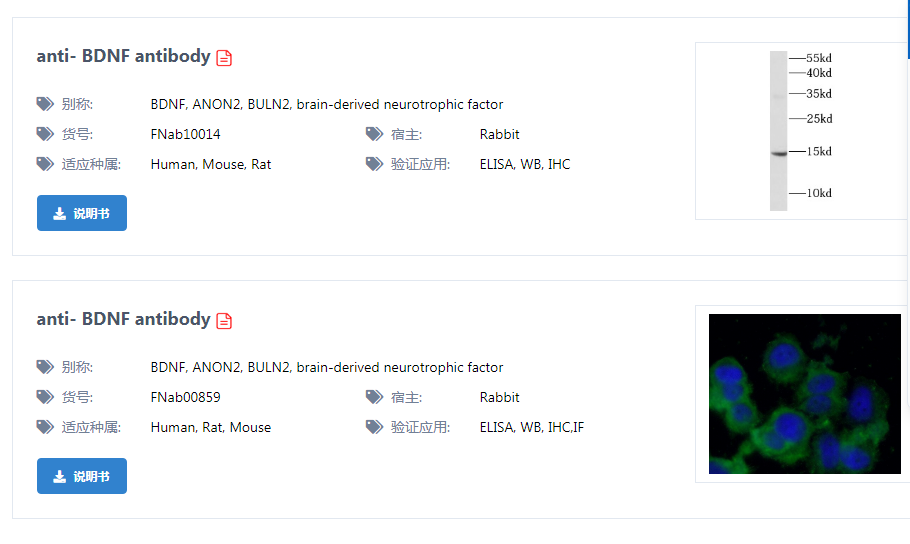 探索脑源性神经营养因子 ● BDNF多克隆抗体