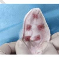 兔耳增生性瘢痕模型