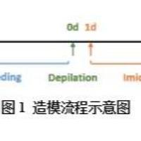 银屑病模型