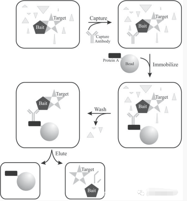 IP/Co-IP样品制备你做对了吗