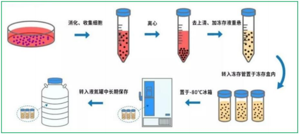 PBMC细胞冻存液使用方法及注意事项