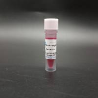 2×Lab LongHF PCR MasterMix