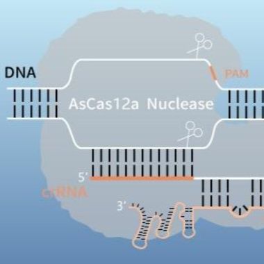 HC80202-04 Cas12a检测系统用双标记探针（DNA Biotin和FAM双标记）