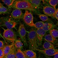 兔抗FAM129B多克隆抗体