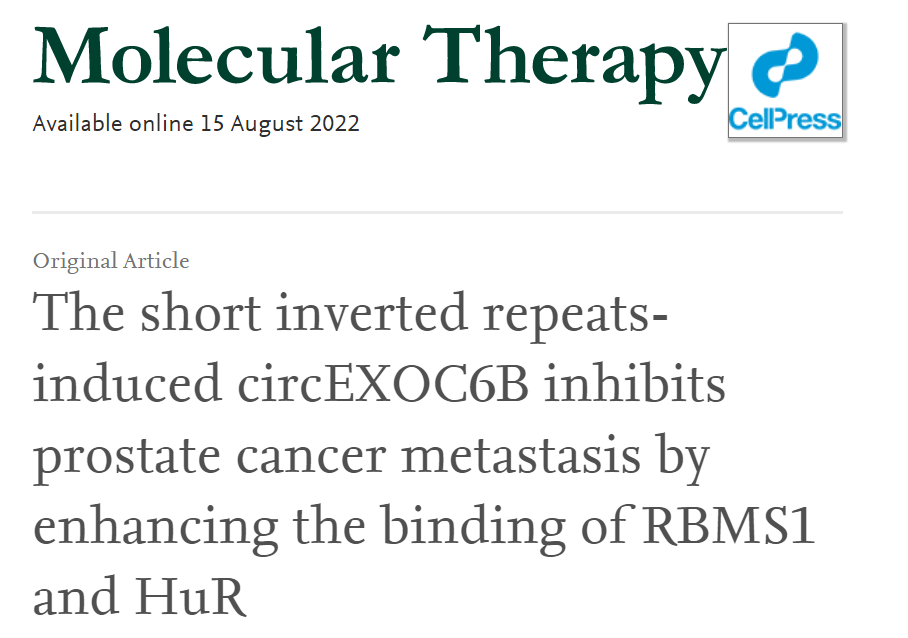 分子探针与表观遗传学研究好文分享：短反向重复序列诱导的circEXOC6B通过增强RBMS1和HuR的结合来抑制前列腺癌的转移