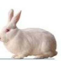 膝关节软骨损伤模型