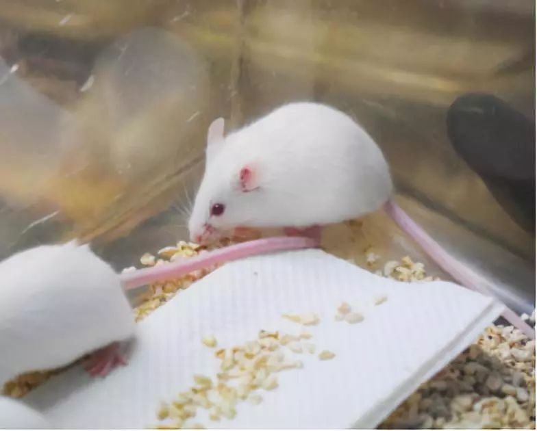 如何繁育无菌鼠？