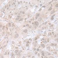 兔抗THAP12多克隆抗体