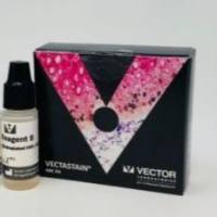 Vectastain Elite ABC-HRP免疫组化试剂盒（标准）