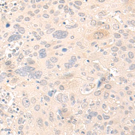 兔抗NLRX1多克隆抗体