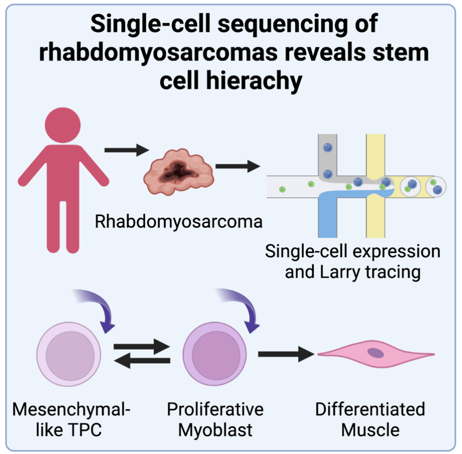 Nat Cancer | 鉴定儿童横纹肌肉瘤中的“癌症干细胞” - 企业动态- 丁香通