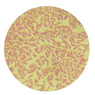 粪拟杆菌