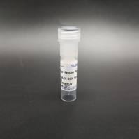 Flag-Nanoab-Agarose beads