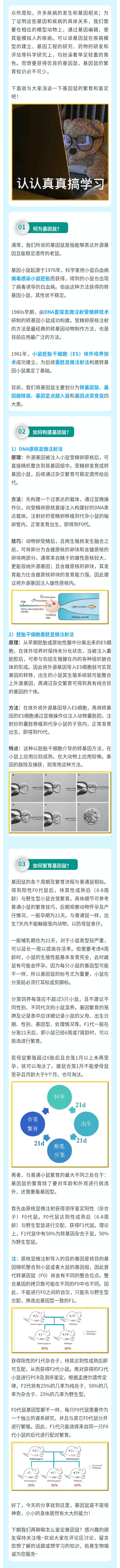 强推！基因鼠繁育和鉴定有关知识，看这篇就对了！