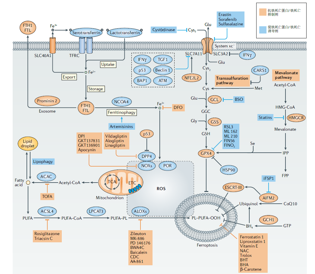 Nature 重磅 | 铁死亡新型抑制剂:生命守护神维生素K喜提新角色