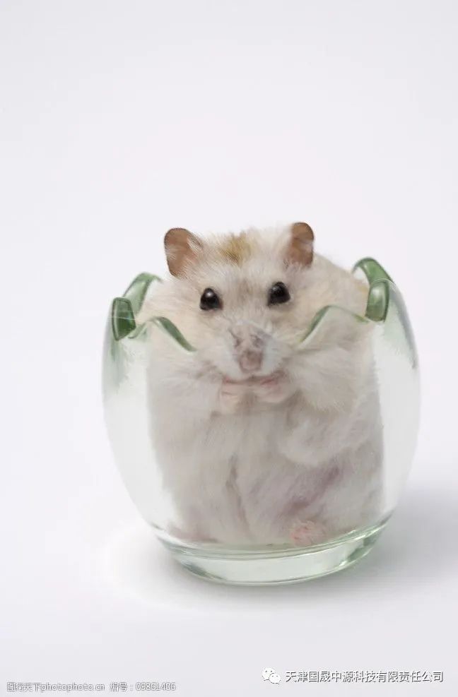  小鼠脑梗模型的重要性