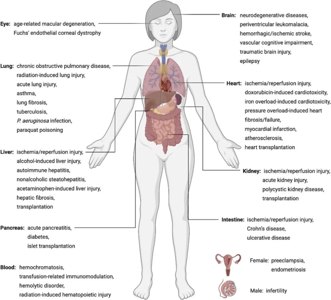 Nature 重磅 | 铁死亡新型抑制剂:生命守护神维生素K喜提新角色