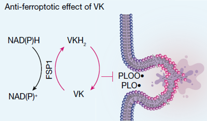 Nature 重磅 | 铁死亡新型抑制剂:生命守护神维生素K喜提新角色