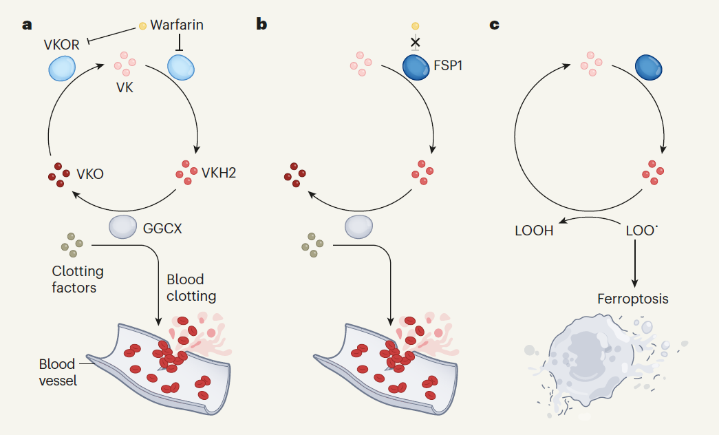 Nature 重磅 | 铁死亡新型抑制剂:生命守护神维生素K喜提新角色