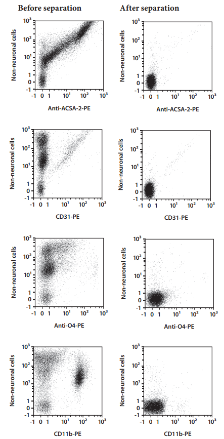Adult Neuron Isolation Kit, mo