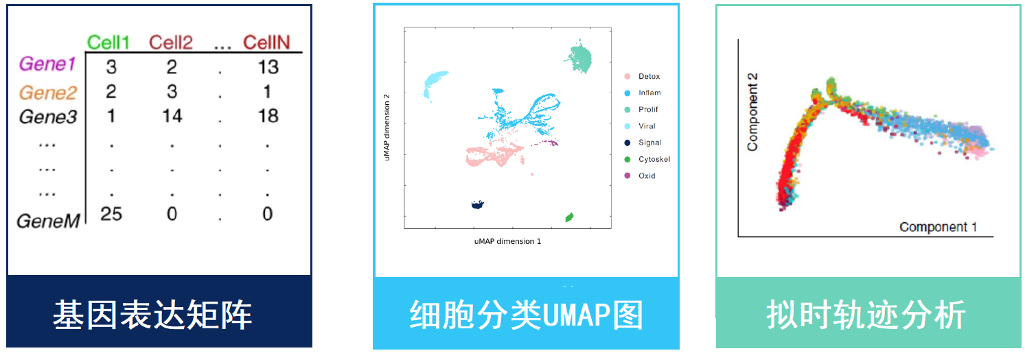 单细胞转录组测序