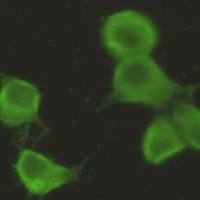 小鼠抗CHRDL1单克隆抗体