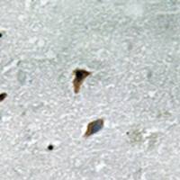 兔抗MAP2K3(Phospho-Thr222)多克隆抗体