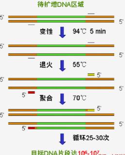 PCR基因扩增仪工作原理及结构