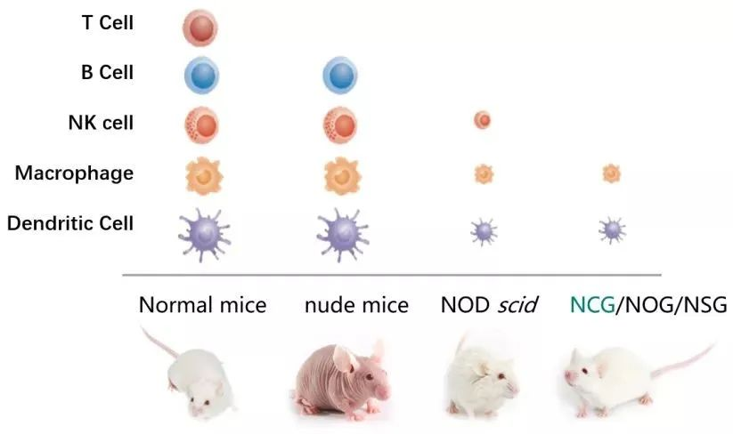 免疫系统人源化小鼠模型及药效评价：huPBMC-NCG & huHSC-NCG