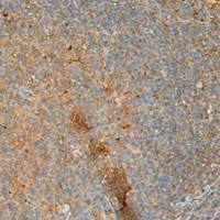 兔抗ERAL1多克隆抗体