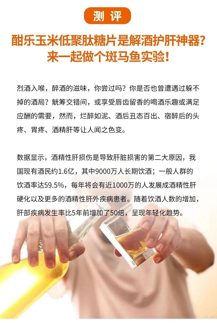 测评丨酣乐玉米低聚肽糖片是解酒护肝神器？来一起做个斑马鱼实验！