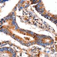 兔抗COX8A多克隆抗体