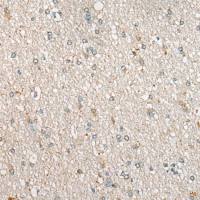 兔抗UGT1A4多克隆抗体