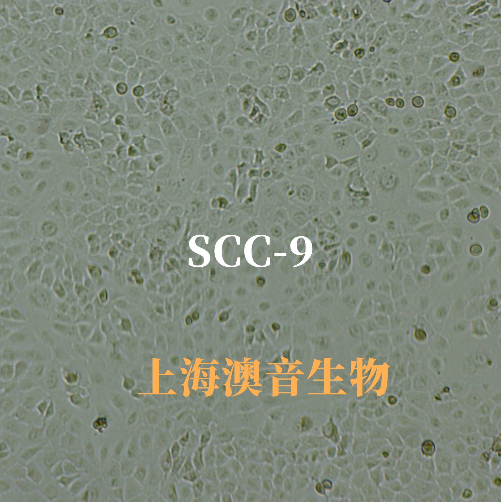 SCC-9【SCC 9; SCC9】人舌鳞癌细胞