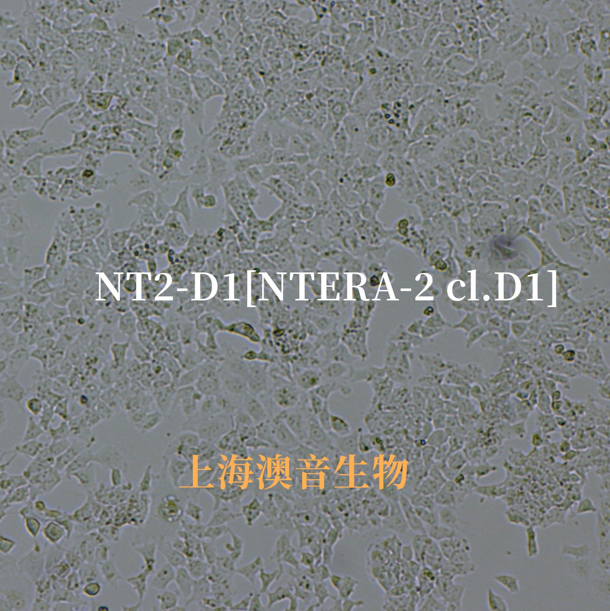 NT2-D1[NTERA-2 cl.D1;NT2/D1; NT2D1; Nt2D1; NTERA-2 clone D1; NTERA2-cloneD1; NTERA-2 cl.D1; NTera2 cl.D1; NTERA-2cl.D1; NTera 2/cl.D1; NTERA2CLD1; NTERA-2/D1; NTera2/D1; NTERA2-D1; NTera-2D1; Ntera2/D1; NTERA2/D1; NTERA2D1; NTera2D1; Tera]人睾丸癌细胞