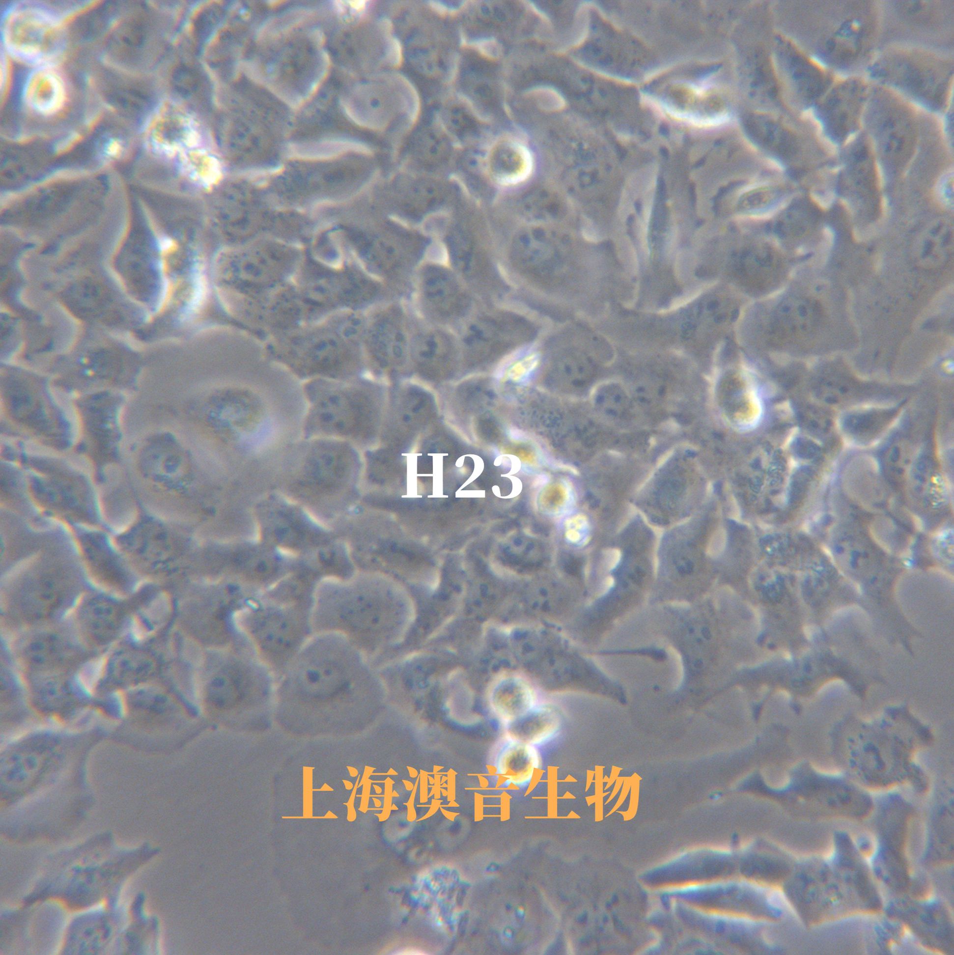 NCI-H23【NCI.H23; NCI H23; H-23; H23; NCIH23】人非小细胞肺癌细胞