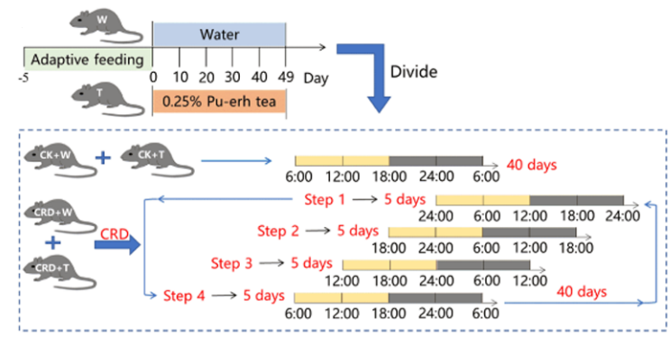 项目文章 | @熬夜的年轻人，代谢紊乱急救包：喝普洱茶！
