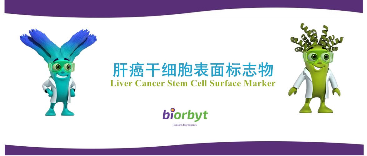 肝癌干细胞表面标志物
