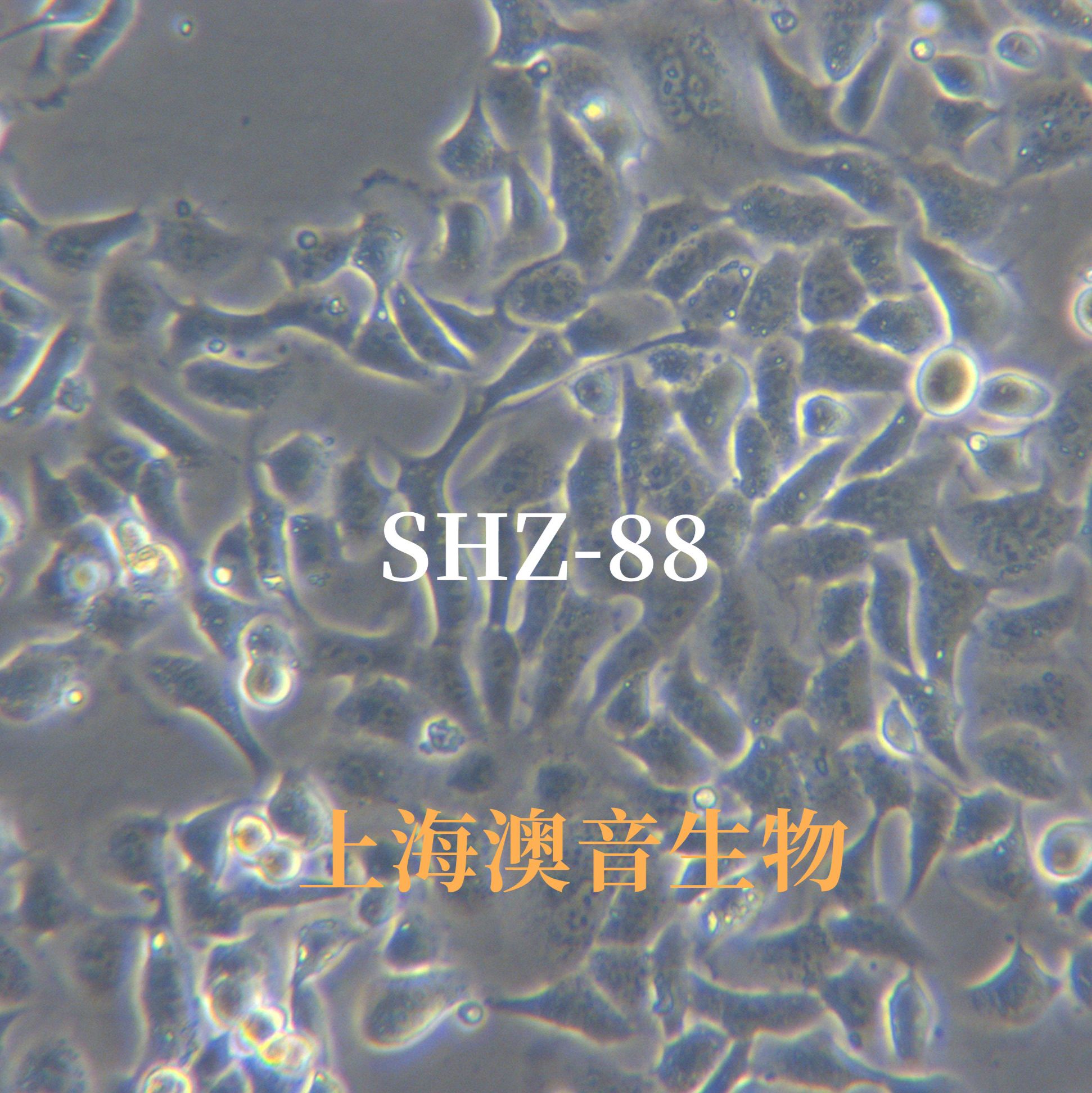 SHZ-88【SHZ88】大鼠乳腺癌细胞