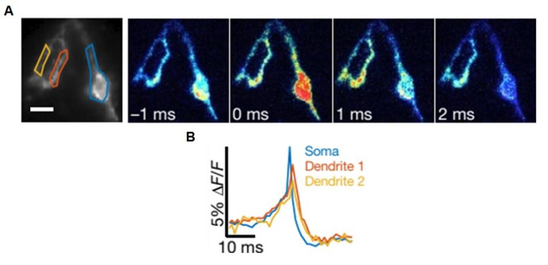 神经元集群活性成像及调控