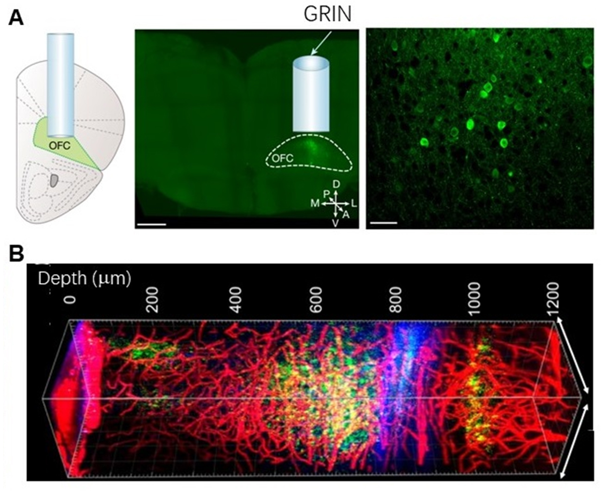 神经元集群活性成像及调控